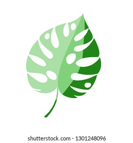 Leaf of monstera or split-leaf philodendron (Monstera deliciosa)
Tropical plant growing in the wild, isolated on white background.