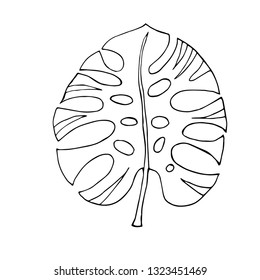 Leaf monstera. Vector illustration.