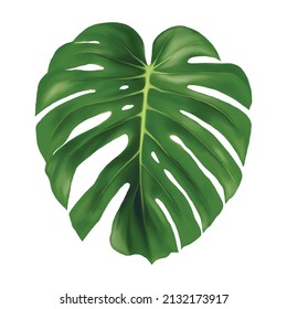 Ilustración vectorial de la hoja monstera sobre fondo blanco.