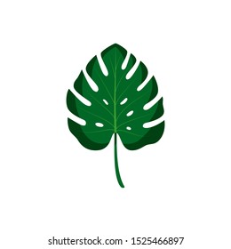 Leaf of monstera. Vector isolated illustration with tropical leaf on white background. Can be used for printing, banners, postcard, websites, clothing.