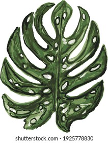 Leaf of Monsteras plant in nature