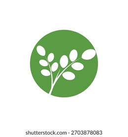 Símbolo herbal del logotipo de la moringa de la hoja