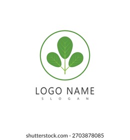 Símbolo herbal del logotipo de la moringa de la hoja