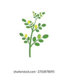 Símbolo herbal del logotipo de la moringa de la hoja