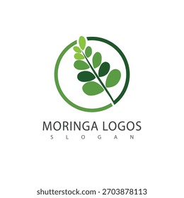 Símbolo herbal del logotipo de la moringa de la hoja