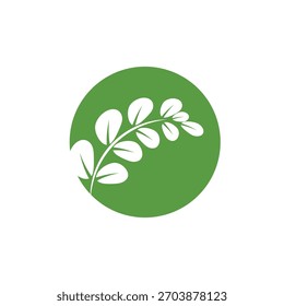 Símbolo herbal del logotipo de la moringa de la hoja