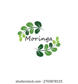 Símbolo herbal del logotipo de la moringa de la hoja