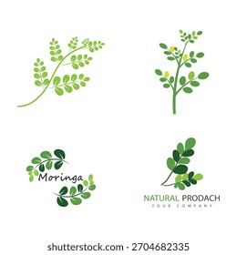 Símbolo herbal del logotipo de la moringa de la hoja