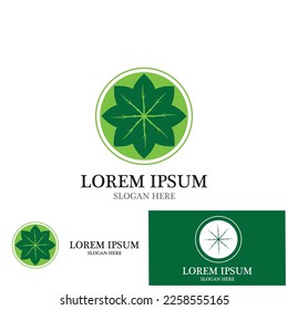 leaf nature ecology icon vector illustration template design