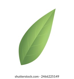 Follaje de la naturaleza de la hoja aislado sobre fondo blanco.