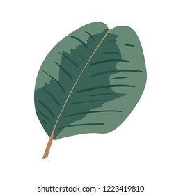 leaf nature on white background