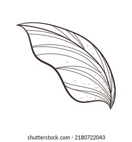 leaf nature sketch icon isolated