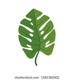 leaf nature tropical isolated icon vector illustration design