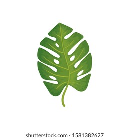 leaf nature tropical isolated icon vector illustration design