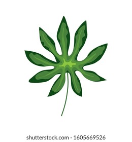 leaf nature tropical isolated icon vector illustration design