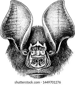 Leaf Nosed Bat, vintage illustration.