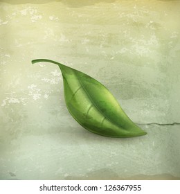 Leaf, old-style vector