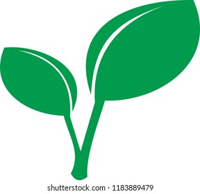 leaf on white background