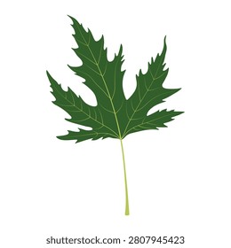 Leaf on a white background. Acer saccharum. Sugar maple. 