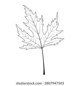 Leaf on a white background. Sugar maple. Acer saccharum. 