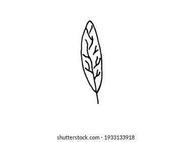 leaf on a white background, twigs and herbs, elements for decoration for cards and invitations