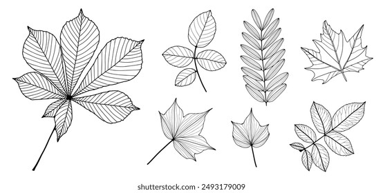 Leaf outline. Chestnut leaves, maple leaf, various branches with leaves, foliage. Hand drawn leaves