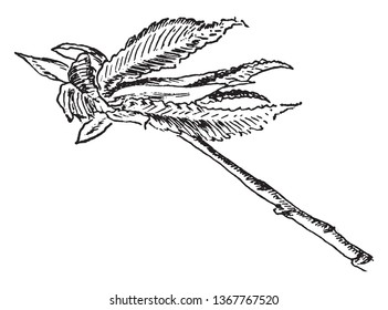The leaf is ovate-round, highly asymmetric called as white elm leaf. One of the side of leaf is broad and another is small. This is deep tooth-shaped leaf with so many lines over there, vintage