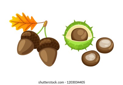 Leaf with pair of acorns and chestnut isolated icons set vector. Foliage of autumnal color, dry frondage, and defoliation. Kernel and peel with spikes