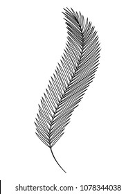 leaf palm isolated icon