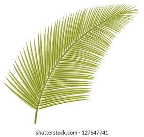 leaf of palm tree