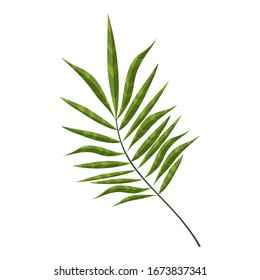 Hoja de una palmera que crece en un bosque tropical verde. Ilustración aislada