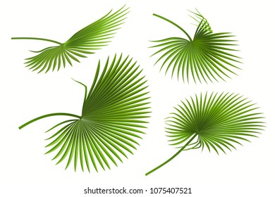 Leaf palm tree isolated on white background. Tropical tree leaves set.