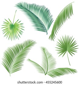 Leaf palm tree isolated on white background. Tropical tree leaves set. Palm tree branch, hand palm, Palm leaf pattern, Palm beach leaf, palm oil isolated, tree date, Exotic palm vector. Sukkot. Summer