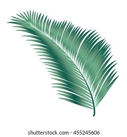 Leaf palm tree isolated on white background. Tropical tree leaves. Abstract background. Vector illustration. For Art, Print, Web design.