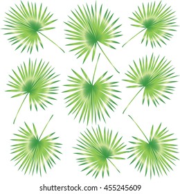 Leaf palm tree isolated on white background. Tropical tree leaves pattern. Abstract background. Vector illustration. For Art, Print, Web design.