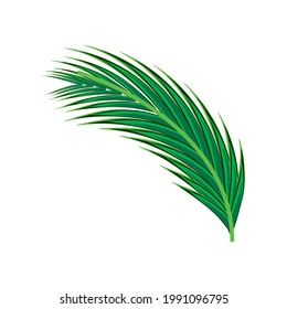 leaf palm tree tropical isolated icon