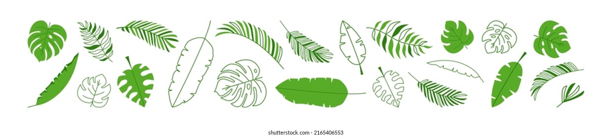 Leaf palm vector icon, simple logo coconut, summer jungle foliage, green tropic plant,  element exotic tree, leaves line and flat design isolated on white background. Nature illustration