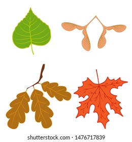 Leaf pattern: poplar, ash seeds, oak branch, and maple leaf. Autumn leaves natural colors. Leaves of different trees.