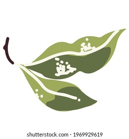Leaf of peach on a white background.