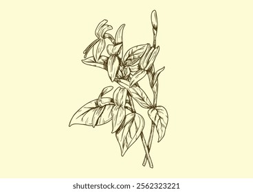 Leaf Peristrophe ingredient line art