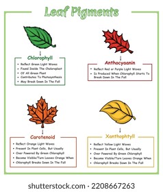 Leaf pigments illustration.
vector file, ready to use, ready to print, easy to edit, colorful.