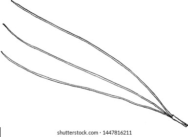 Leaf Of Pine Tree vintage illustration. 