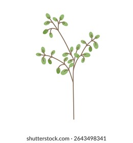 Ramo de planta de folha. Fina mola delicada com folhas verdes minúsculas e caule sutil. Galho de folhagem frágil, elemento floral botânico decorativo. Ilustração de vetor plano isolada no plano de fundo branco