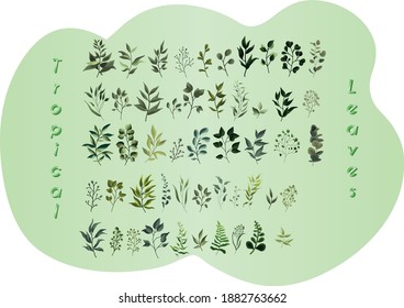
planta de hojas Colección de hierbas de la selva vegetal hojas tropicales flora primavera en forma de acuarela Vector
