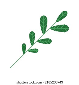 leaf plant foliage nature icon