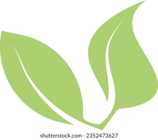 leaf, plant, green, illustration, isolated, nature, botany, tree, vector, 