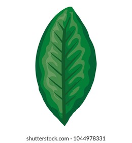 leaf plant isolated icon