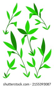Hoja de hojas de plantas e ilustraciones aisladas