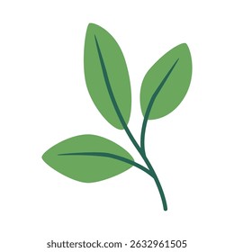 Leaf plant. Long leaves, stems, tropical exotic branches with green leafy foliage. Fresh greenery, verdure, natural decorative botanical element. Flat vector illustration isolated on white background