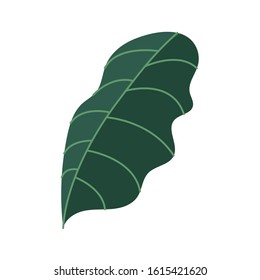 leaf plant nature isolated icon vector illustration design